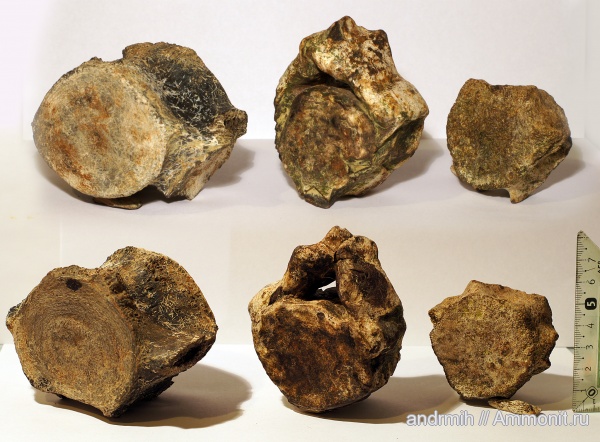 неоген, миоцен, позвонки, Cetotherium, Cetotheriidae