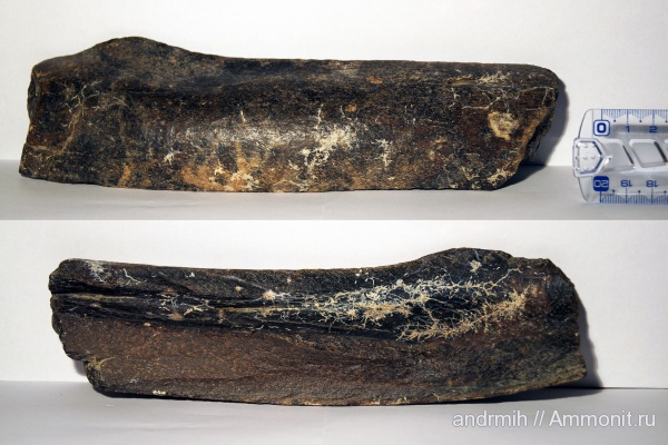 неоген, миоцен, Cetotherium, Cetotheriidae