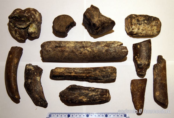 неоген, миоцен, Cetotherium, Cetotheriidae