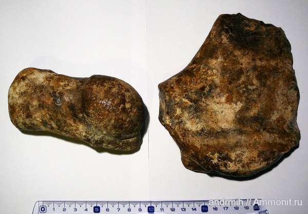 неоген, миоцен, Cetotherium, Cetotheriidae