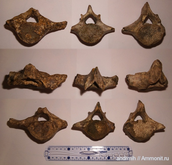 неоген, миоцен, позвонки, Cetotherium, Cetotheriidae