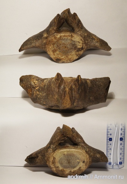 неоген, миоцен, позвонки, Cetotherium, Cetotheriidae