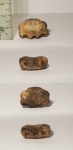 Хвостовой позвонок Champsodelphis