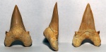 Крупный Otodus obliquus