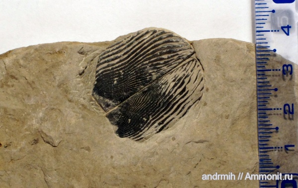 мел, берриас, аптихи, Punctaptychus, Aptychi, Berriasian, Cretaceous