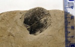 Аптихи Punctaptychus