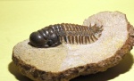 Crotalocephalina gibbus (Beyrich, 1845)