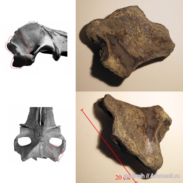 неоген, р. Белая, Cetotherium, Cetotheriidae, майкоп