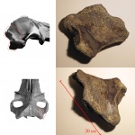 Фрагмент черепа цетотерия