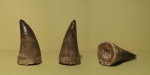 Зуб Mosasaurus beaugei