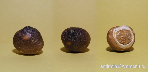 зубы, мозазавры, Марокко, Globidens, Globidens aegypticus, teeth