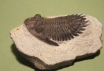 Hollardops merocristata