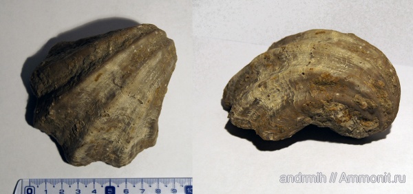 мел, двустворки, Джегута, Neitheidae, КЧР, Cretaceous