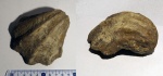 Neitheidae