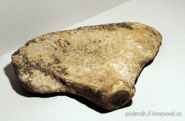 неоген, миоцен, Cetotherium, Cetotheriidae