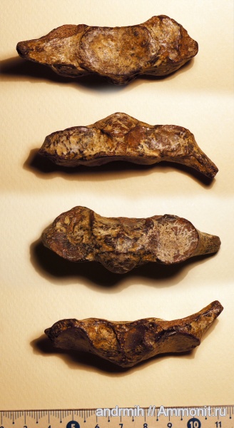 неоген, позвонки, дельфины, Delphinidae, р. Мокрый Апчас, эпистрофей