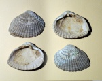 Diversicostata maxima