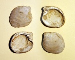 Stenodacna angusticostata