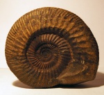 Parkinsonia из Дагестана