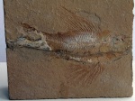 Ctenothrissa vexilifer