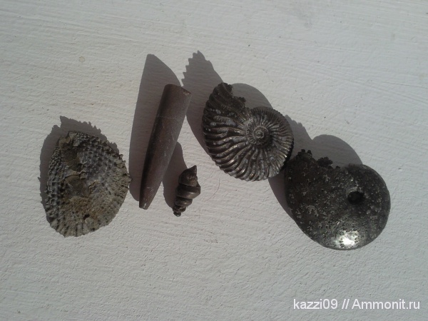 аммониты, Ammonites