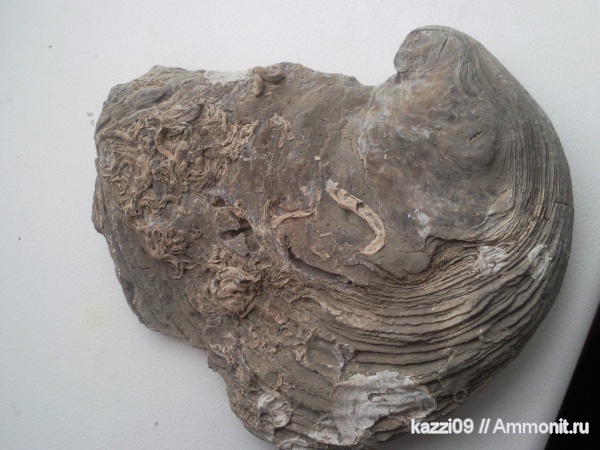 окаменелости, Fossils