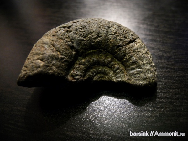 Dorsoplanites