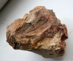 Хететес (Chaetetes)