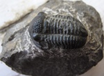 Трилобит (Gerastos sp.)