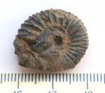 Аммонит (Pavlovia)