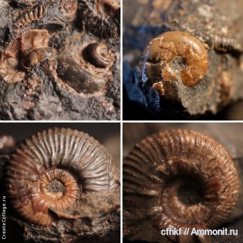 аммониты, Ammonites