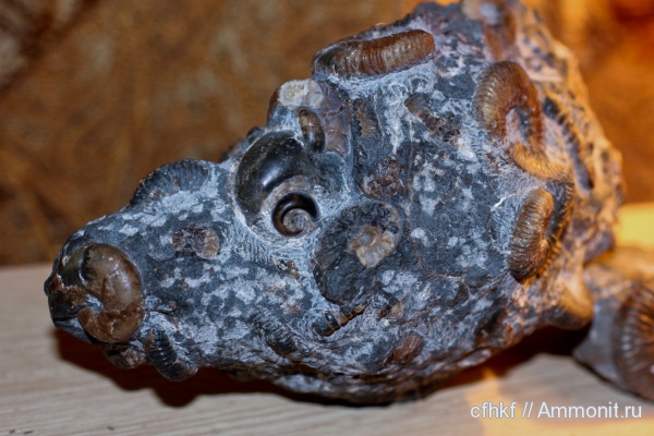 аммониты, Ammonites