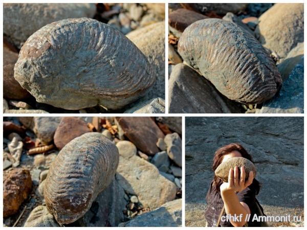 Cymatoceras