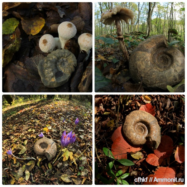 аммониты, Ammonites