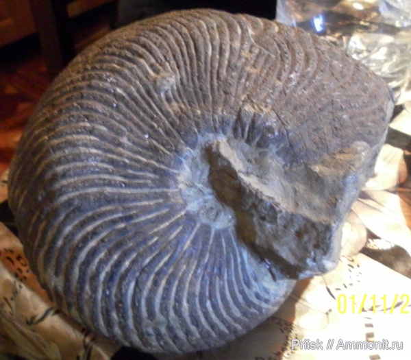 мезозой, Nautiloidea