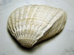 Didacna crassatellata, Керченский железорудный бассейн