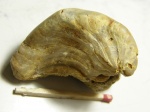 Exogyra, Белая скала, Крым