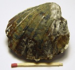 ядро Limnocardium squamulosum Desh, Керченский железорудный бассейн