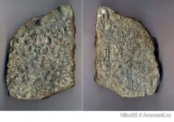 брахиоподы, девон, палеозойская эра, Devonian, Украина, тентакулиты, Howellella bragensis, Tentaculites, Tentaculita