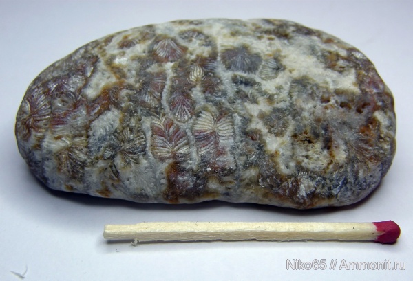 кораллы, Крым, Scleractinia