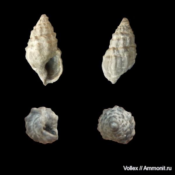 гастроподы, неоген, брюхоногие моллюски, Крым, Dorsanum, Nassariidae, Севастополь
