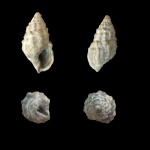 Nassariidae