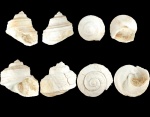 Trochus