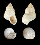 Trochidae
