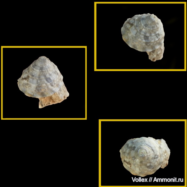 гастроподы, неоген, брюхоногие моллюски, прижизненная окраска, Крым, Trochidae, Trochus, Севастополь