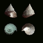 Trochidae на определение