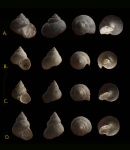 Пример изменения удлиненности Trochidae.