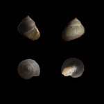 Trochidae