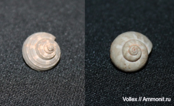гастроподы, неоген, брюхоногие моллюски, прижизненная окраска, Крым, Trochidae, Севастополь