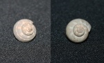 Trochus c прижизненным узором.